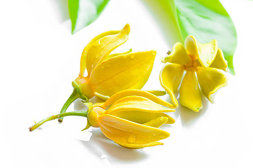 ylang-ylang.jpg