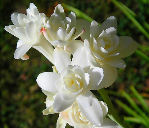 tuberosa.jpg